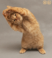 15bb7a0052aa3a2e3c5bcb4d111b4bf0.gif