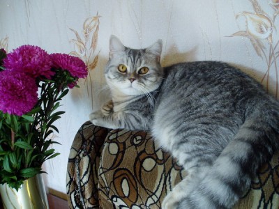 kir 007.jpg