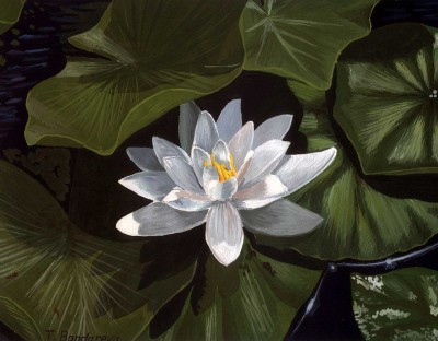 White-Water-Lily800.jpg