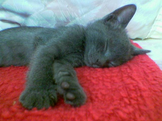 My cat