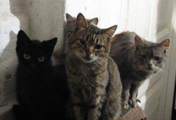 4�����