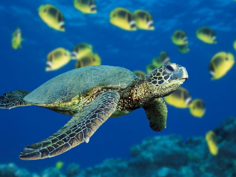 �����������...
