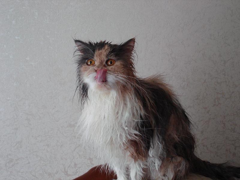������� ���