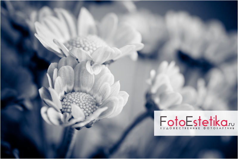 www.FotoEstetika.ru