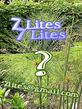 Cyperus