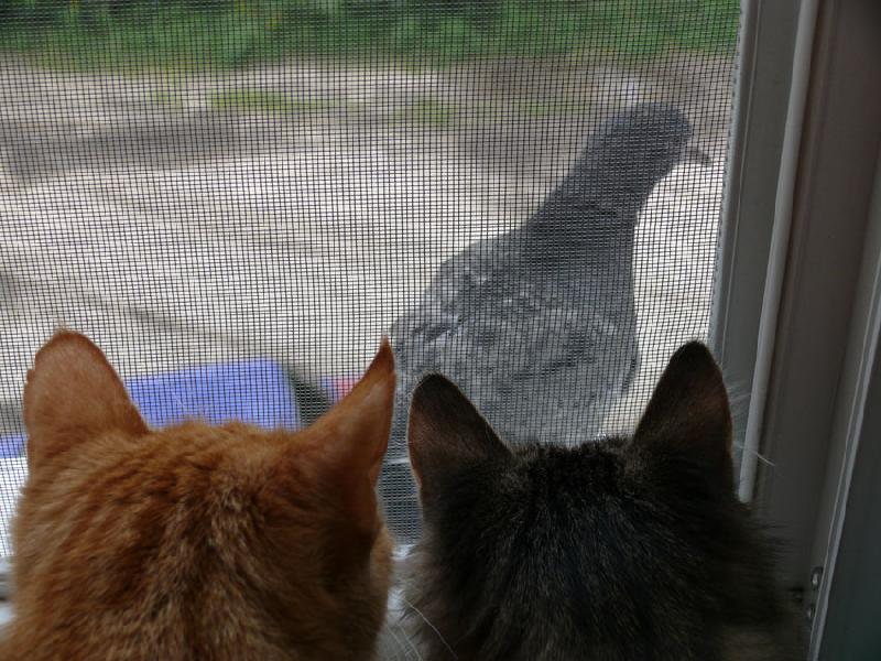 ������ � ������