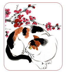cat