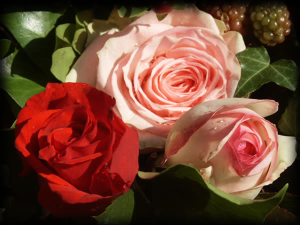 rose