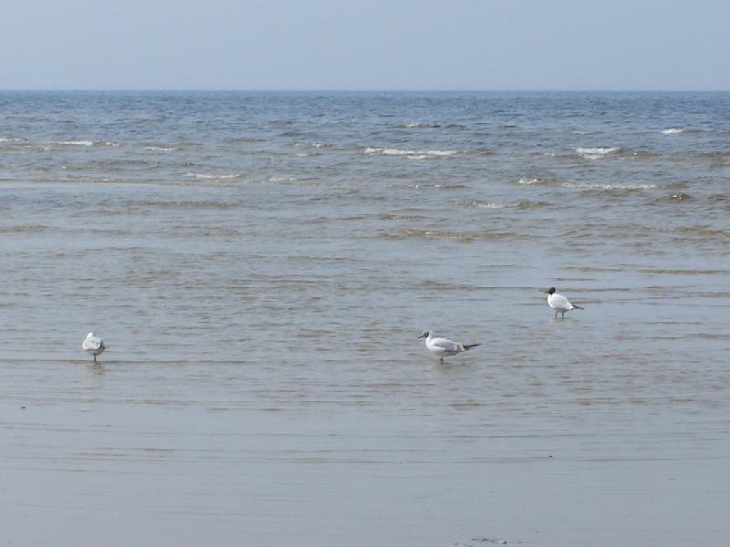 Jurmala