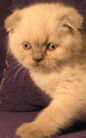 kisa