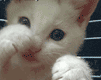 LittleKitten