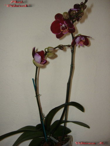 Falaenopsis\"elegant Debora\"