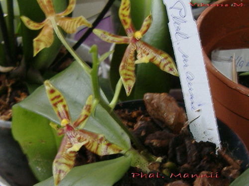 Fal.mannii