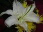 lily