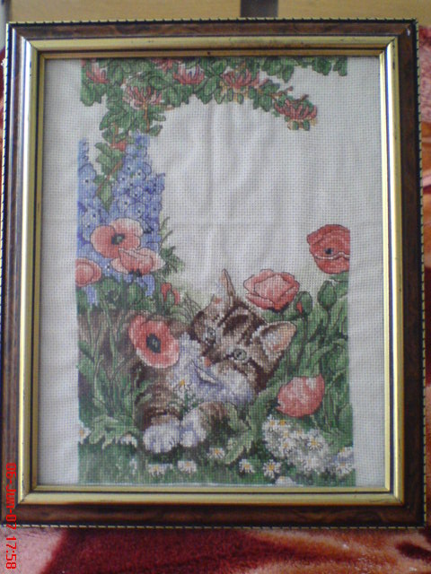 cat in the garden