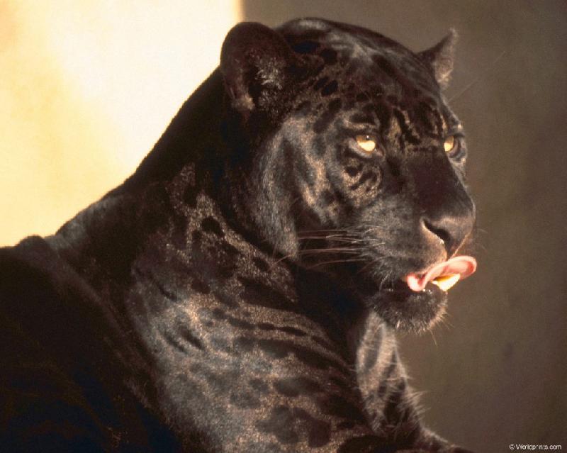 PANTHER