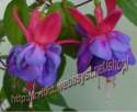 ������ Gillian Althea