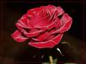 Roza