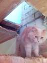 ��� �������