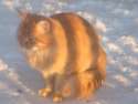 ������