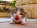 ������� ����