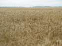 ����, ������� ����...