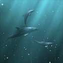 Delfin