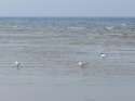 Jurmala