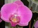 Falaenopsis