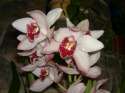 cymbidium