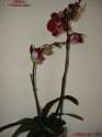 Falaenopsis\"elegant Debora\"
