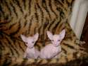 Sphynx du Don