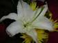 lily