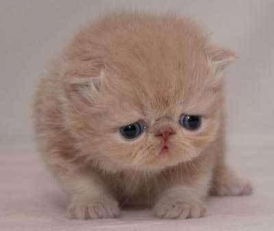 25_animals_7393.jpg