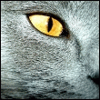 6_8050.gif