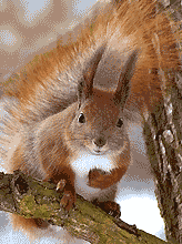 �����26.gif
