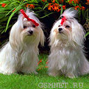 animals1631.jpg