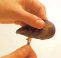 cozze_ripiene1.jpg