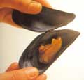 cozze_ripiene5.jpg