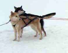huskies14.jpg