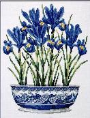 iris blue.jpg