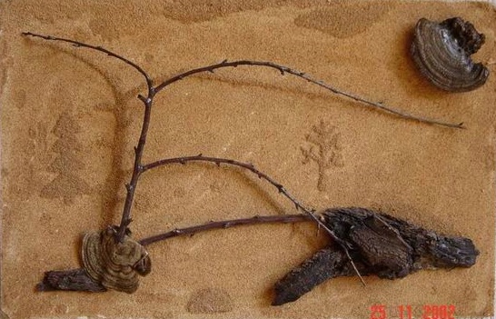 k5.jpg