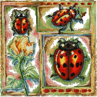 Ladybird.JPG