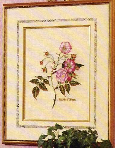 old_fashion_rose_2.jpg