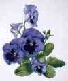 peekpansies.jpg