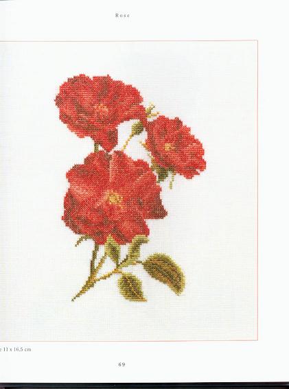 Rose.jpg