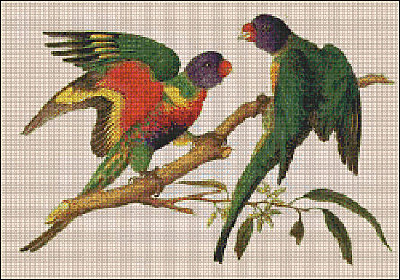 t_lorikeets_189.jpg