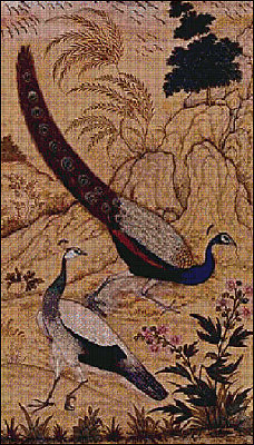 t_peacockstudy_111.jpg