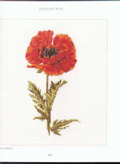 TБrkischer Mohn.jpg