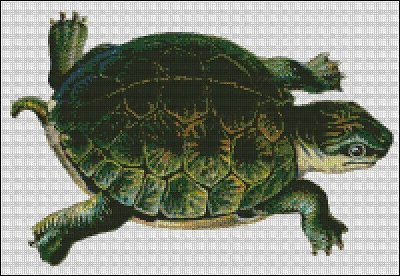 t_turtle_256.jpg